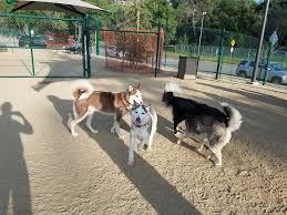Friends of South Pasadena Dog Park - Posts | Facebook